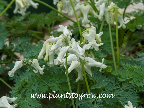 'Ivory Hearts' Bleeding Hearts (Dicentra)